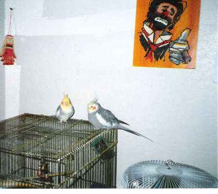 My cockatiel name Pele, 1989