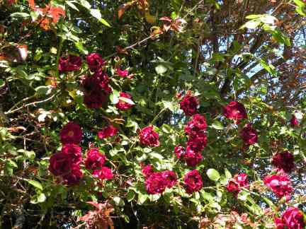 A rose garden I planted outside a kitchen window, 2011